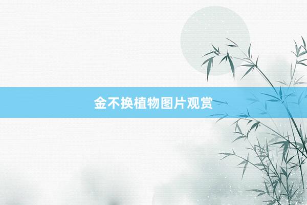 金不换植物图片观赏
